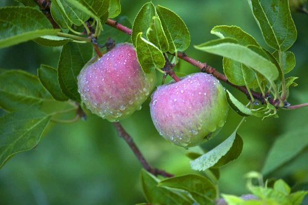 Maine, Harpswell Dew-covered apples on tree